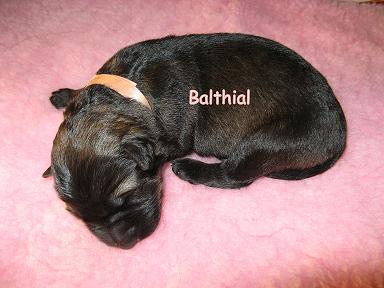 Balthial, 1 week oud